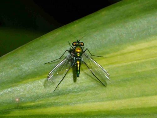 Sciapodinae